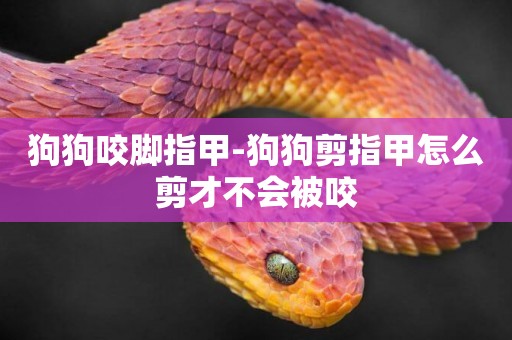 狗狗咬腳指甲-狗狗剪指甲怎么剪才不會被咬