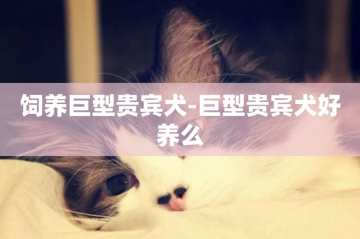 飼養巨型貴賓犬-巨型貴賓犬好養么