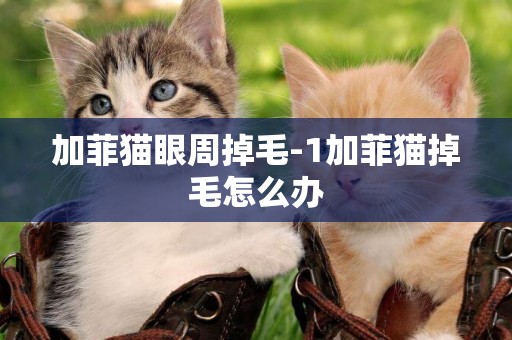 加菲貓眼周掉毛-1加菲貓掉毛怎么辦