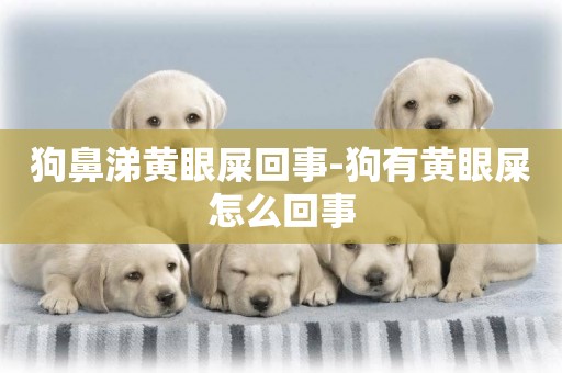 狗鼻涕黃眼屎回事-狗有黃眼屎怎么回事