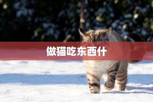 做貓吃東西什