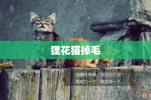 貍花貓掉毛