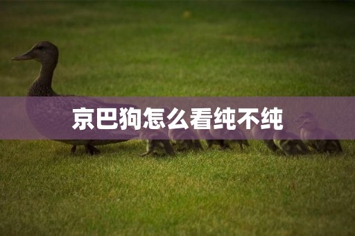 京巴狗怎么看純不純