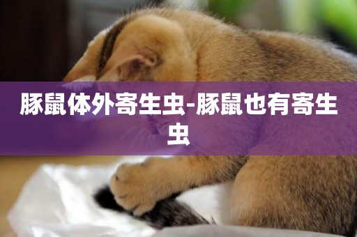 豚鼠體外寄生蟲-豚鼠也有寄生蟲