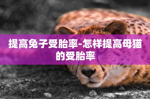 提高兔子受胎率-怎樣提高母貓的受胎率
