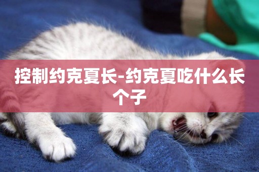 控制約克夏長-約克夏吃什么長個子