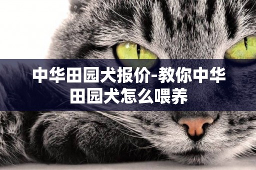 中華田園犬報價-教你中華田園犬怎么喂養