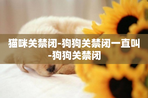 貓咪關禁閉-狗狗關禁閉一直叫-狗狗關禁閉