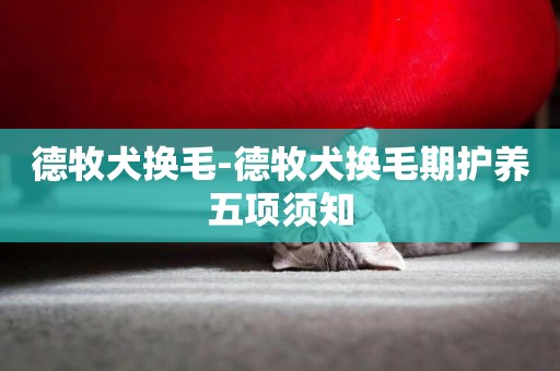 德牧犬換毛-德牧犬換毛期護養五項須知