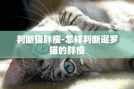 判斷貓胖瘦-怎樣判斷暹羅貓的胖瘦
