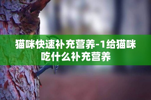 貓咪快速補充營養-1給貓咪吃什么補充營養