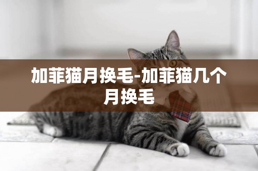 加菲貓月換毛-加菲貓幾個月換毛