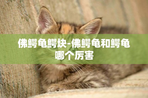 佛鱷龜鱷塊-佛鱷龜和鱷龜哪個厲害