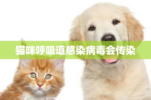 貓咪呼吸道感染病毒會傳染
