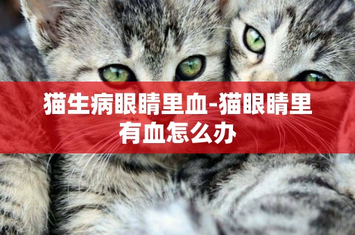 貓生病眼睛里血-貓眼睛里有血怎么辦