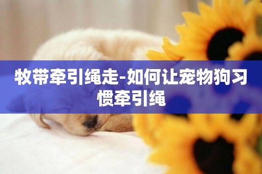 牧帶牽引繩走-如何讓寵物狗習慣牽引繩
