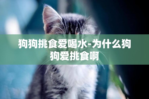 狗狗挑食愛喝水-為什么狗狗愛挑食啊