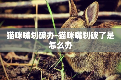 貓咪嘴劃破辦-貓咪嘴劃破了是怎么辦