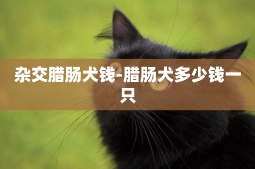 雜交臘腸犬錢-臘腸犬多少錢一只