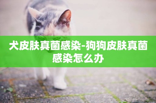 犬皮膚真菌感染-狗狗皮膚真菌感染怎么辦