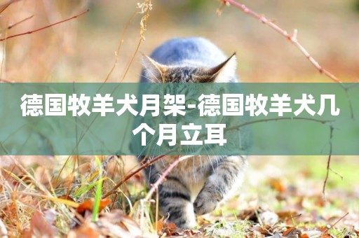 德國牧羊犬月架-德國牧羊犬幾個月立耳
