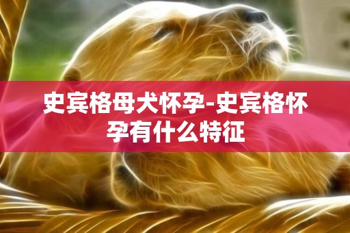 史賓格母犬懷孕-史賓格懷孕有什么特征