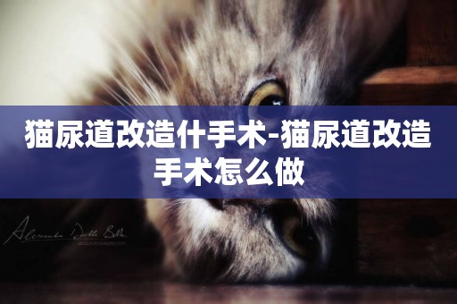 貓尿道改造什手術-貓尿道改造手術怎么做