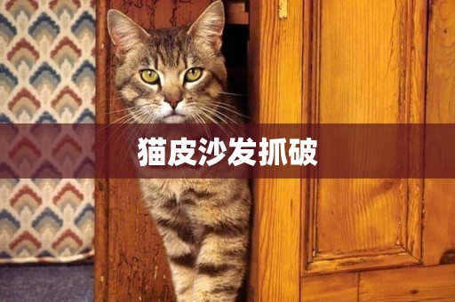貓皮沙發抓破
