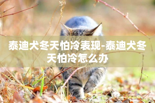 泰迪犬冬天怕冷表現-泰迪犬冬天怕冷怎么辦