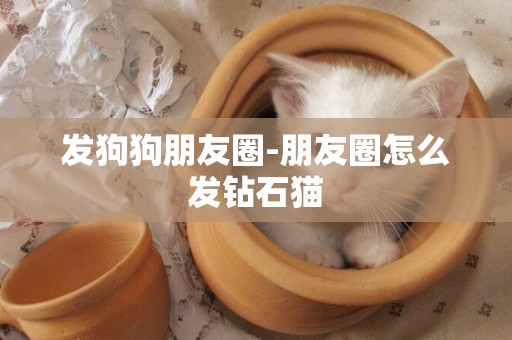 發狗狗朋友圈-朋友圈怎么發鉆石貓