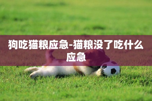 狗吃貓糧應急-貓糧沒了吃什么應急