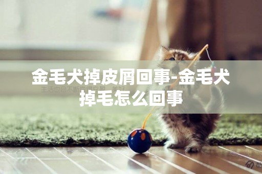 金毛犬掉皮屑回事-金毛犬掉毛怎么回事