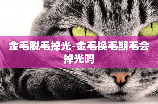 金毛脫毛掉光-金毛換毛期毛會掉光嗎