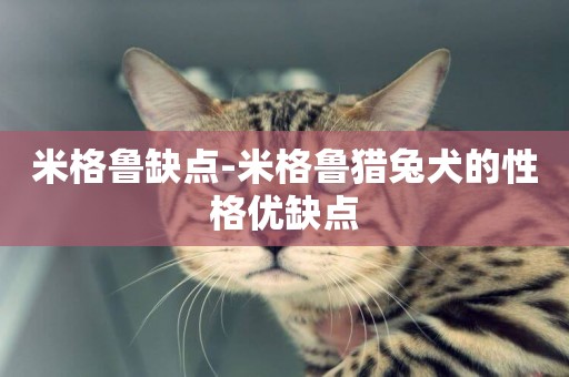 米格魯缺點-米格魯獵兔犬的性格優缺點