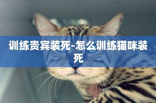 訓練貴賓裝死-怎么訓練貓咪裝死