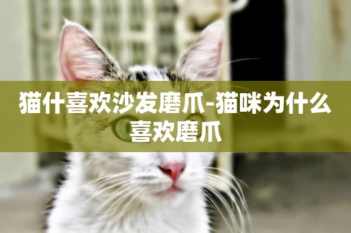 貓什喜歡沙發磨爪-貓咪為什么喜歡磨爪