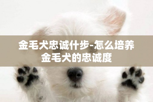 金毛犬忠誠什步-怎么培養金毛犬的忠誠度