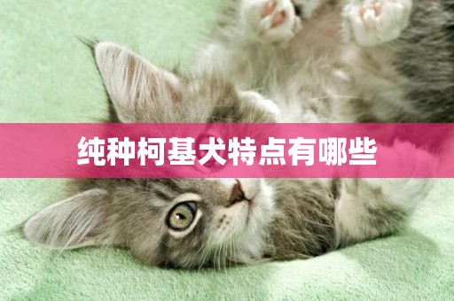 純種柯基犬特點有哪些