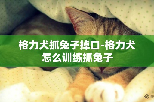 格力犬抓兔子掉口-格力犬怎么訓練抓兔子