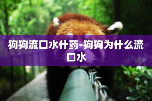 狗狗流口水什藥-狗狗為什么流口水