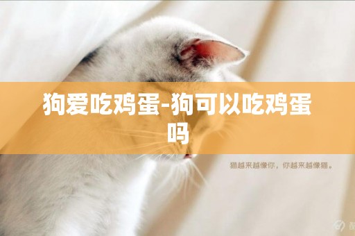 狗愛吃雞蛋-狗可以吃雞蛋嗎