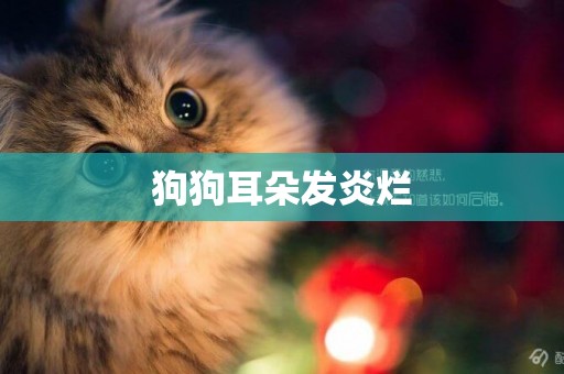 狗狗耳朵發炎爛