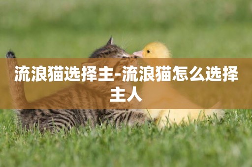 流浪貓選擇主-流浪貓怎么選擇主人
