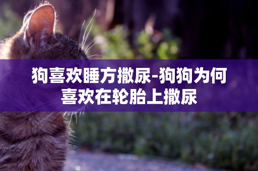 狗喜歡睡方撒尿-狗狗為何喜歡在輪胎上撒尿