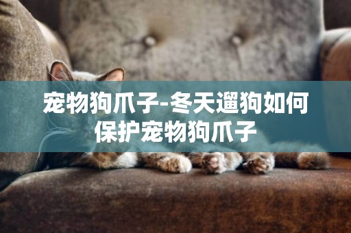 寵物狗爪子-冬天遛狗如何保護寵物狗爪子