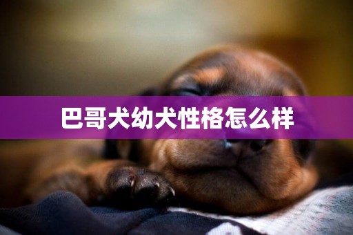 巴哥犬幼犬性格怎么樣