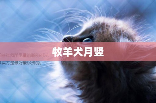 牧羊犬月豎