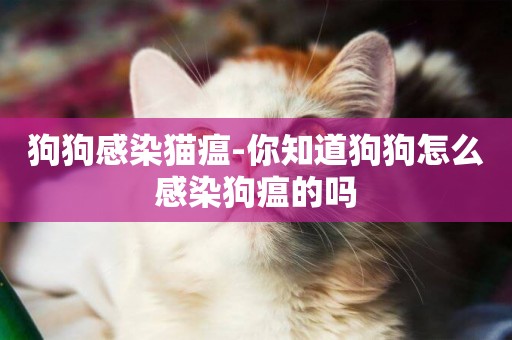 狗狗感染貓瘟-你知道狗狗怎么感染狗瘟的嗎