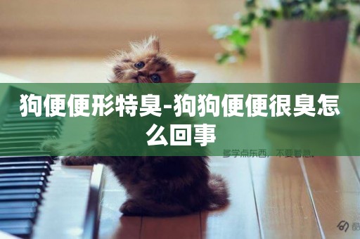狗便便形特臭-狗狗便便很臭怎么回事