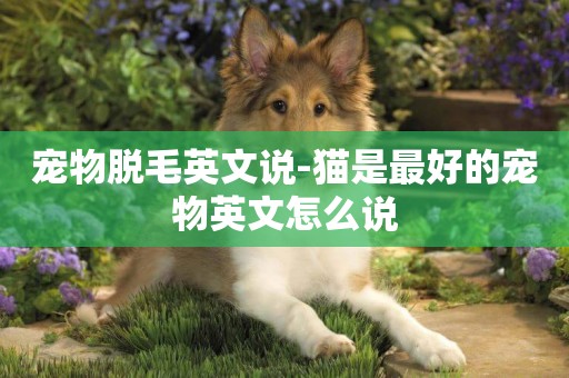 寵物脫毛英文說-貓是最好的寵物英文怎么說
